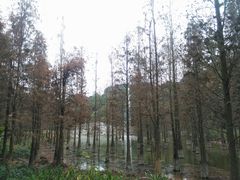 -广州市帽峰山景区
