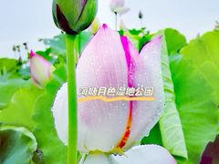 -荷塘月色湿地公园·向阳花洲