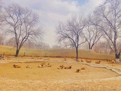 -北京野生动物园