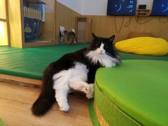 -李小姐の猫咖啡馆(五角场店)