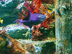 -暹罗海洋世界