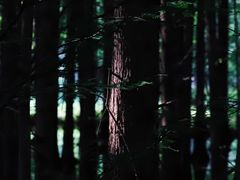 -桤木河湿地公园