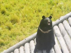 -黑瞎子岛探秘野熊园