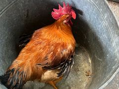 -沾益龚记辣子鸡(沾益店)