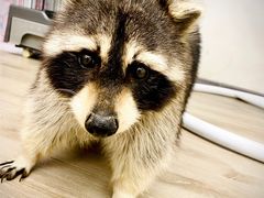 -浣熊柯尔鸭土拨鼠·电玩咖