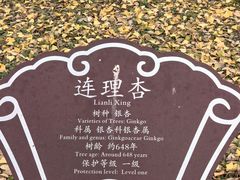 -苏州文庙(姑苏区)