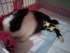 -菲尔斯特宠物医院