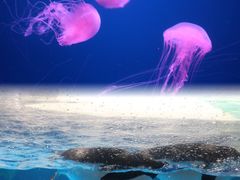 -海合安天津极地海洋公园