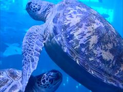 -成都浩海立方海洋公园