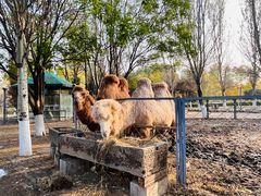 -长白岛森林公园