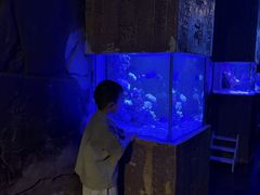 -合肥海洋世界