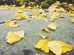 -香山丽舍