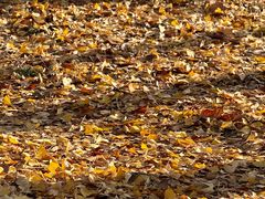 -浙江农林大学(东湖校区)