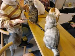 -平行世界·猫咖(首经贸店)
