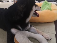 -逗柴咖啡屋·狗咖猫咖宠物桌游