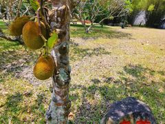 -红色娘子军纪念园