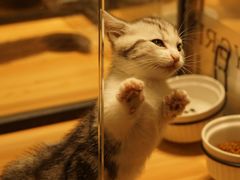 -袖虎·猫馆(体育西路店)
