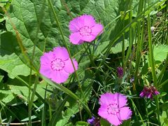 -白草畔自然风景区