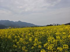 -新安江山水画廊风景区