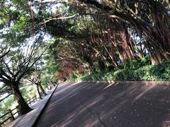 -大湾区中央湿地公园