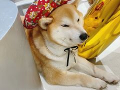 -柴务处·柴犬主题狗咖