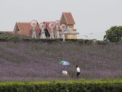-大塘金香草谷