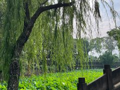 -桂湖森林公园