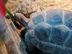 -上海大自然野生昆虫馆(东方明珠·爬宠昆虫探索中心)