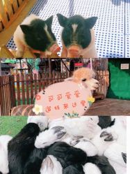 -萌宠亲子动物乐园(槐房万达店)