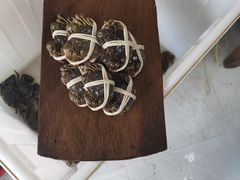 -阳澄湖大闸蟹·琼灵阁牌品牌连锁(吴中总店)