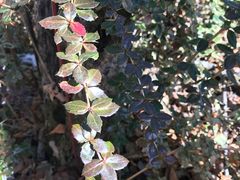 -叠溪松坪沟景区