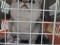 -艾吉宠物医院·疑难杂症转诊中心·猫友好(碧江路院)