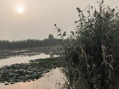 -白洋淀风景区
