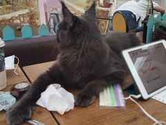 -猫小院猫主题咖啡厅(北锣店)