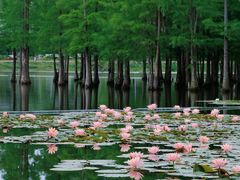 -白鹭湾湿地公园