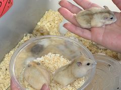 -溪岸路花鸟市场