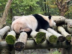 -都江堰中华大熊猫苑