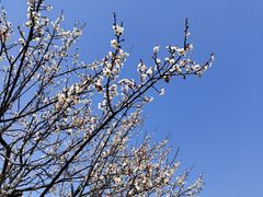 -香雪海