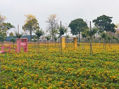 -天适樱花悠乐园