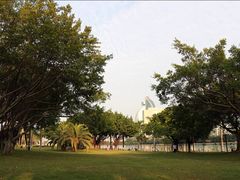 榕树与草坪-白鹭洲公园