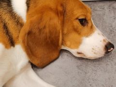 -有喵·猫咖·狗咖·40+猫狗有小奶狗(岗厦店)