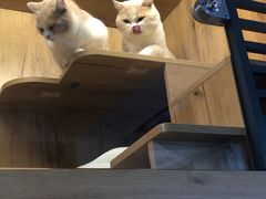 -东北王食府(科大店)