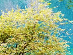 -叠溪松坪沟景区