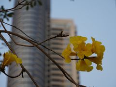 -洲头咀公园