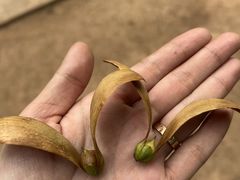 -中国科学院西双版纳热带植物园