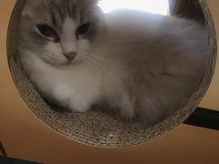 -瞄一喵猫咖(格力海岸店)