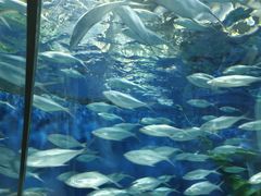 -上海海洋水族馆