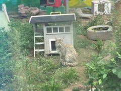 -青藏高原野生动物园