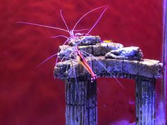 -芜湖新华联大白鲸海洋公园