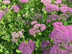 -野鸭湖国家湿地公园